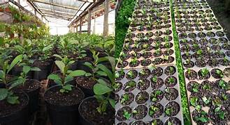 Plantas